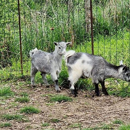 Domaine Des Gallinaces Chalet Sussex 2-4P Marigny-les-Reullee Exteriör bild