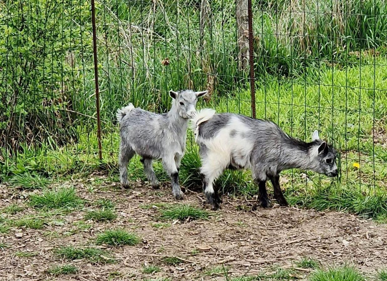 Domaine Des Gallinaces Chalet Sussex 2-4P Marigny-les-Reullee Exteriör bild